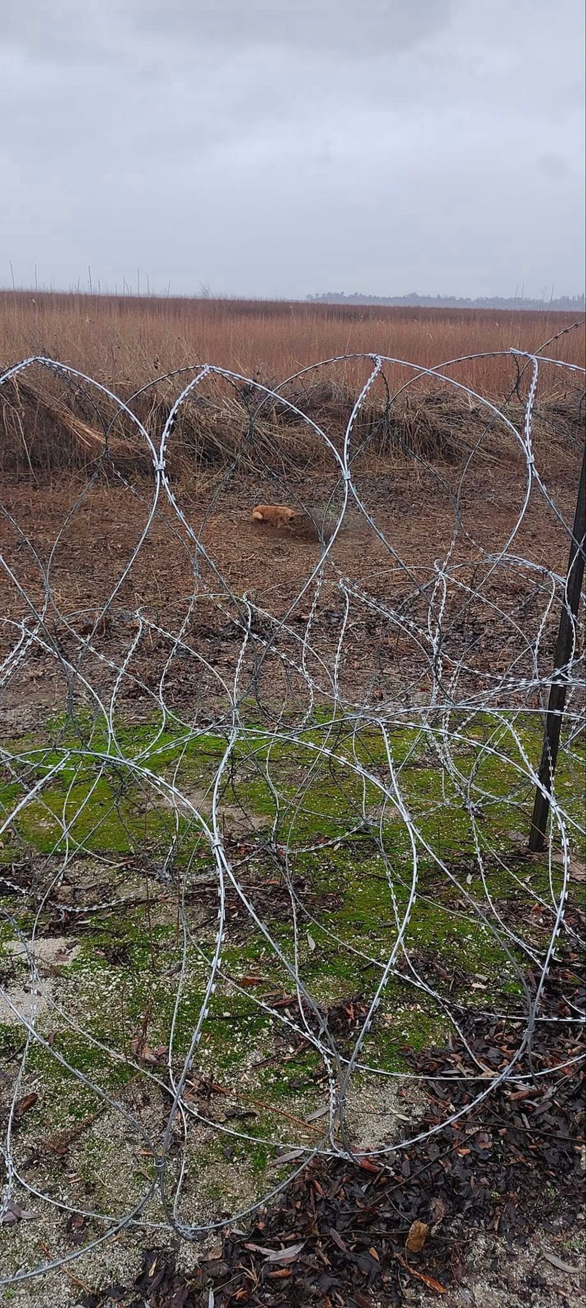 На березі колишнього водосховища у Нікополі дві собаки заплуталися у дроті