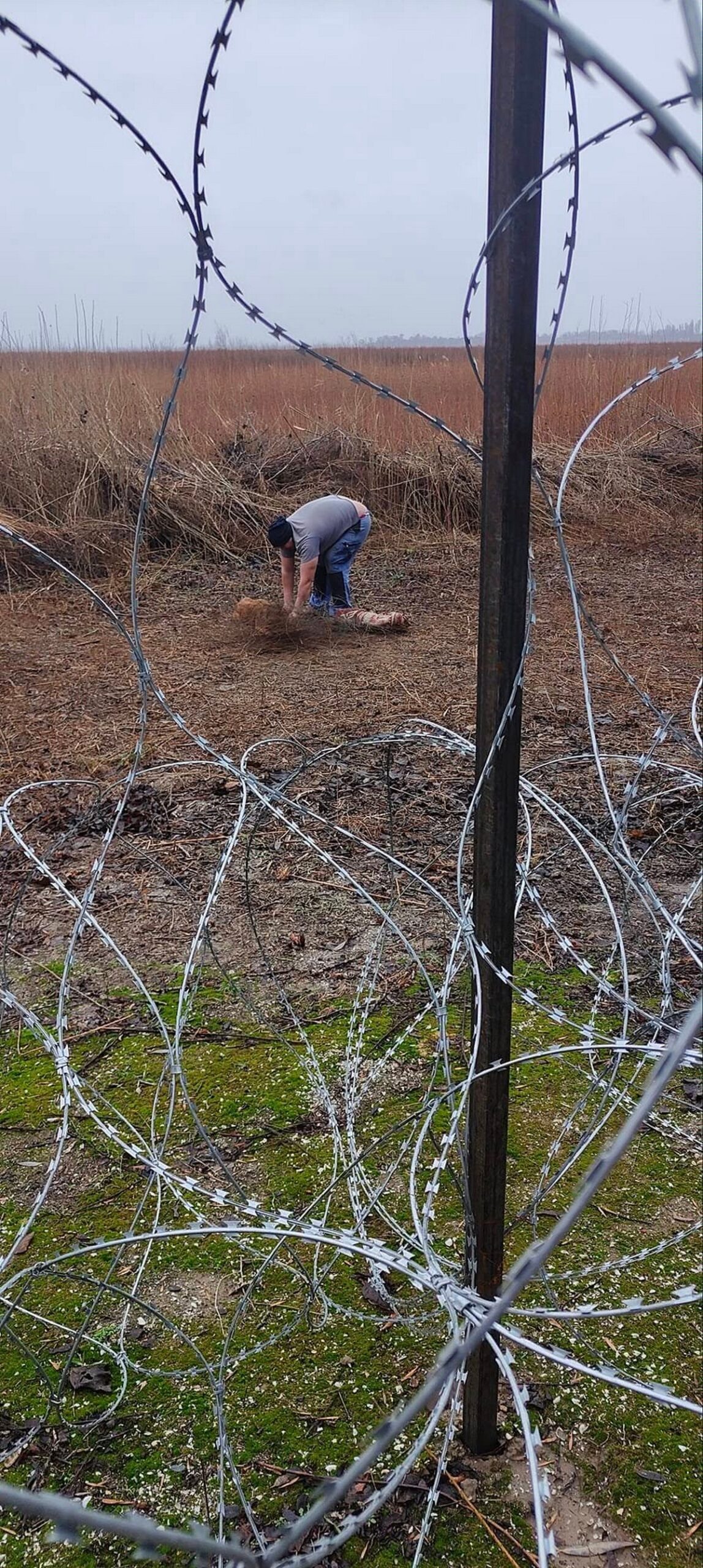 На березі колишнього водосховища у Нікополі дві собаки заплуталися у дроті