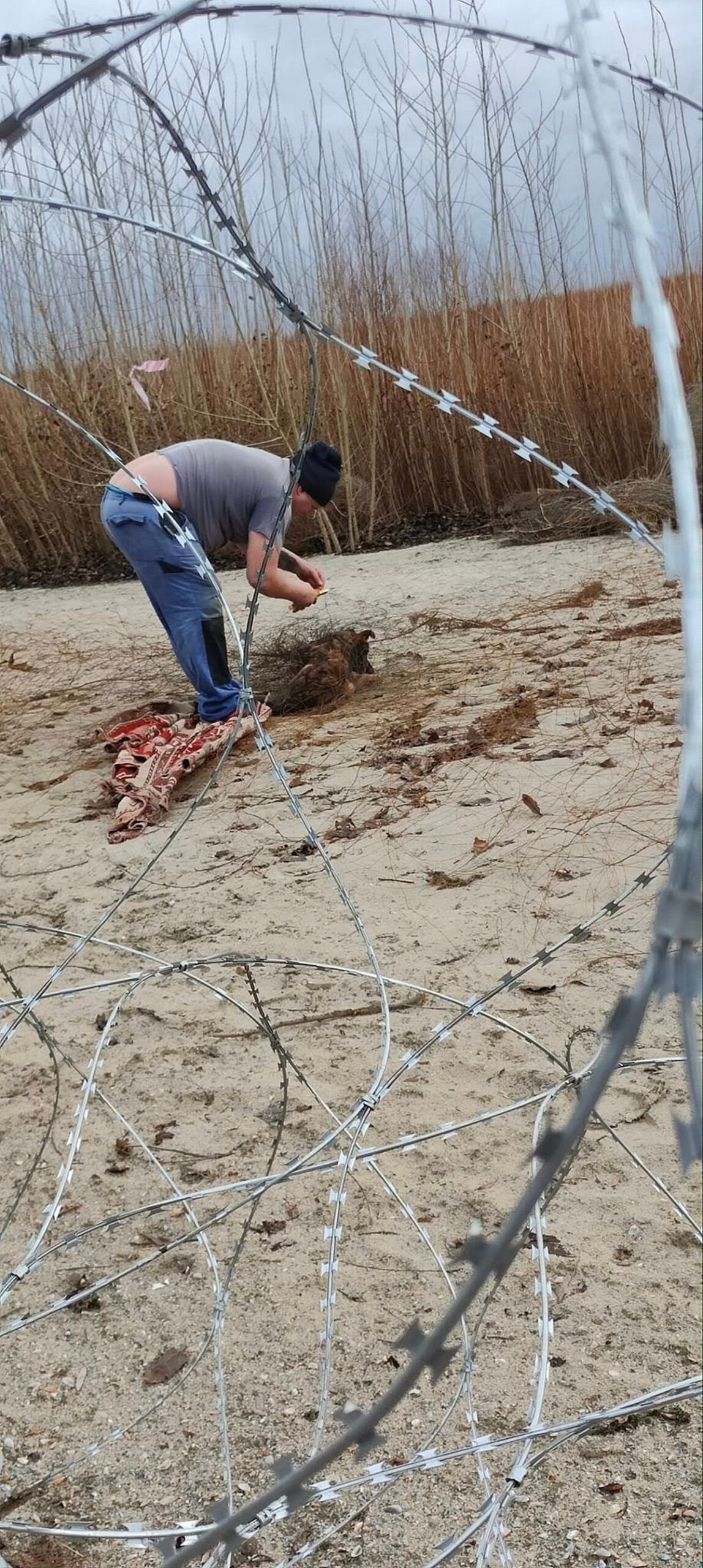 На березі колишнього водосховища у Нікополі дві собаки заплуталися у дроті