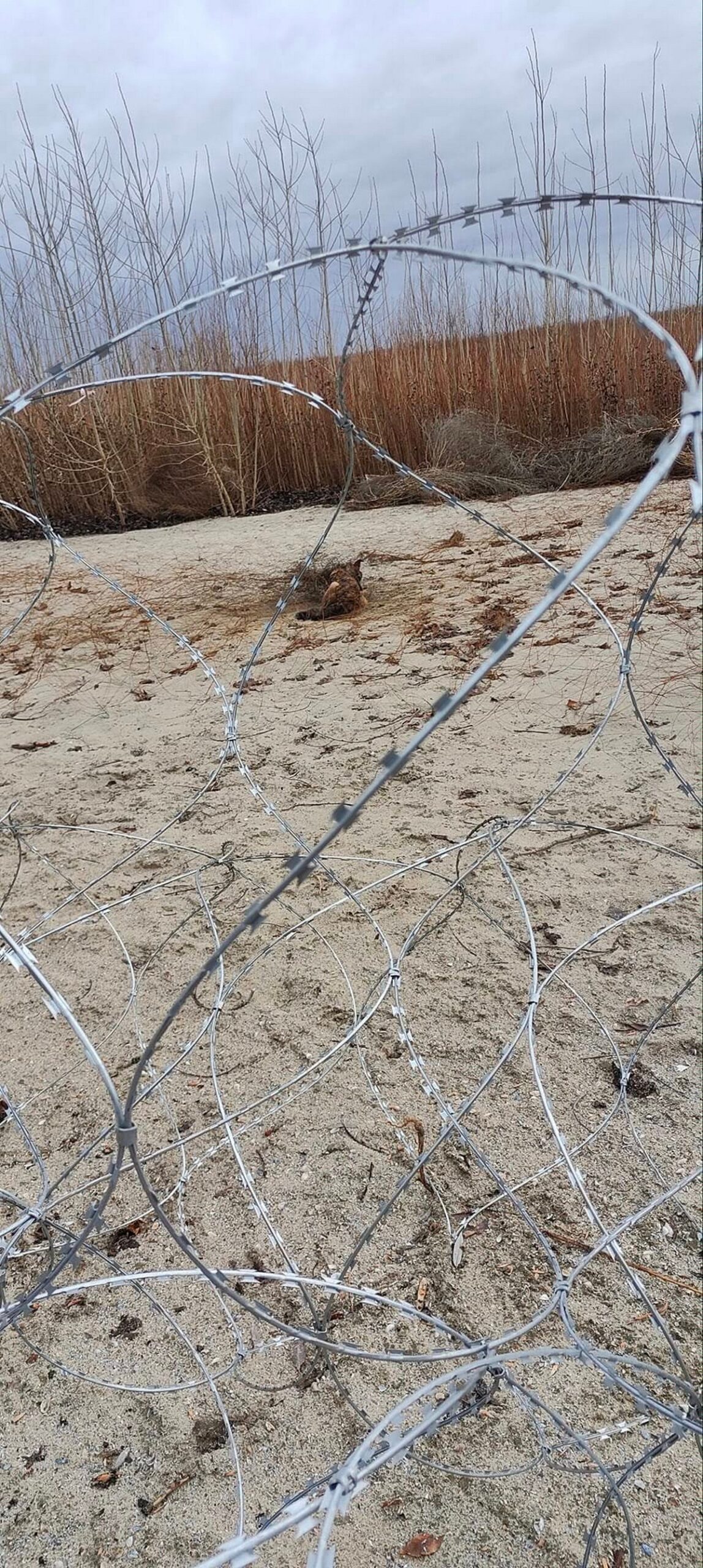 На березі колишнього водосховища у Нікополі дві собаки заплуталися у дроті