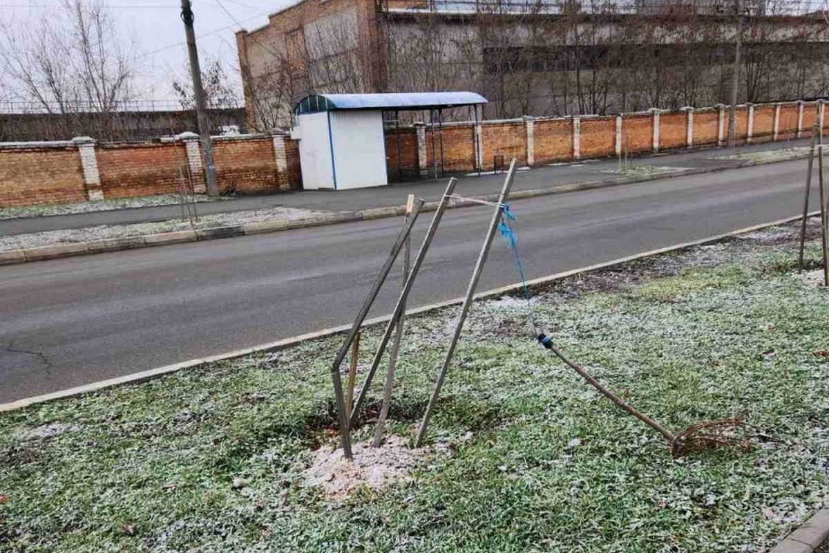У Марганці невідомі зламали клени, яким було вже три роки (фото) 1 У Марганці невідомі зламали клени, яким було вже три роки (фото)