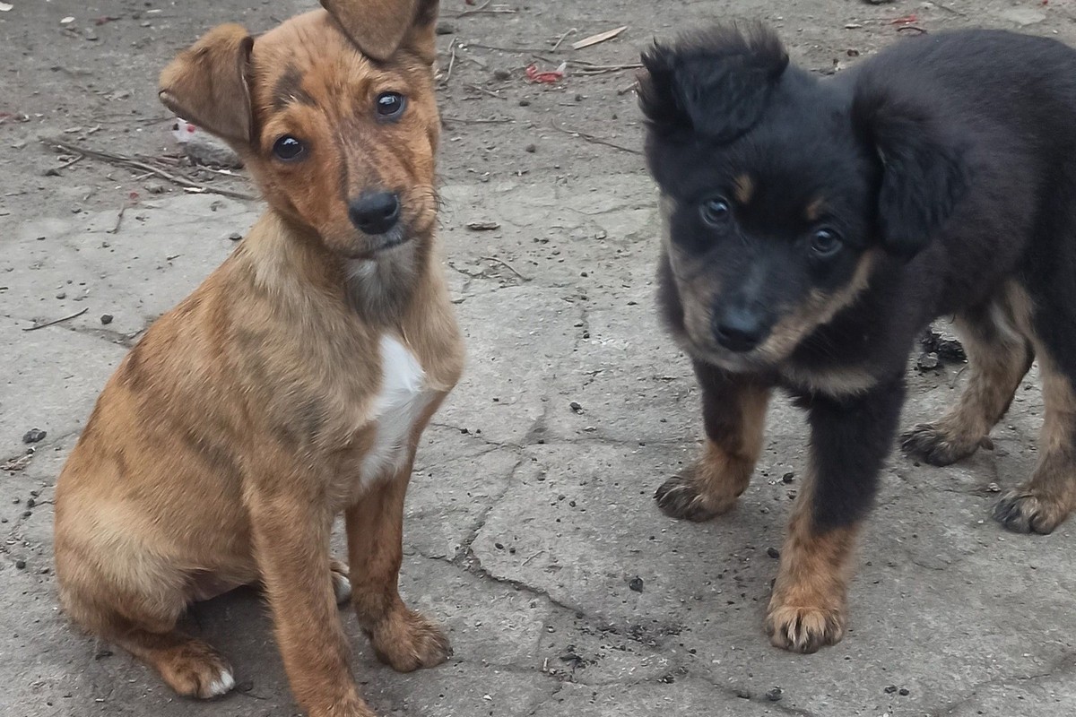 two dogs sitting on the ground