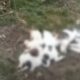 UAnimals повідомив про масове отруєння собак у Нікополі (відео)