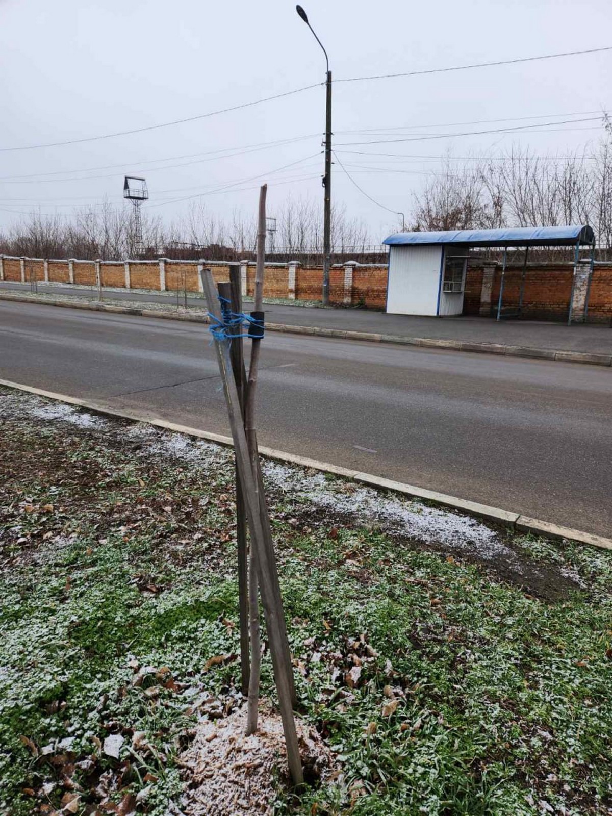 У Марганці невідомі зламали клени, яким було вже три роки (фото)