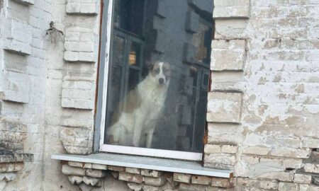 у Нікополі молодий алабай шукає нову родину