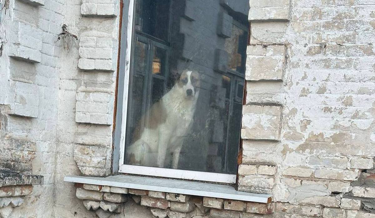 у Нікополі молодий алабай шукає нову родину