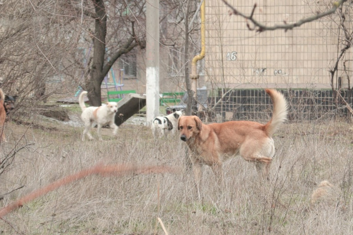 Червоногригорівської громади 2