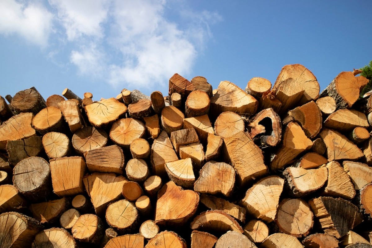 Photographic,Documentation,Of,A,Large,Pile,Of,Firewood,In,Reserve