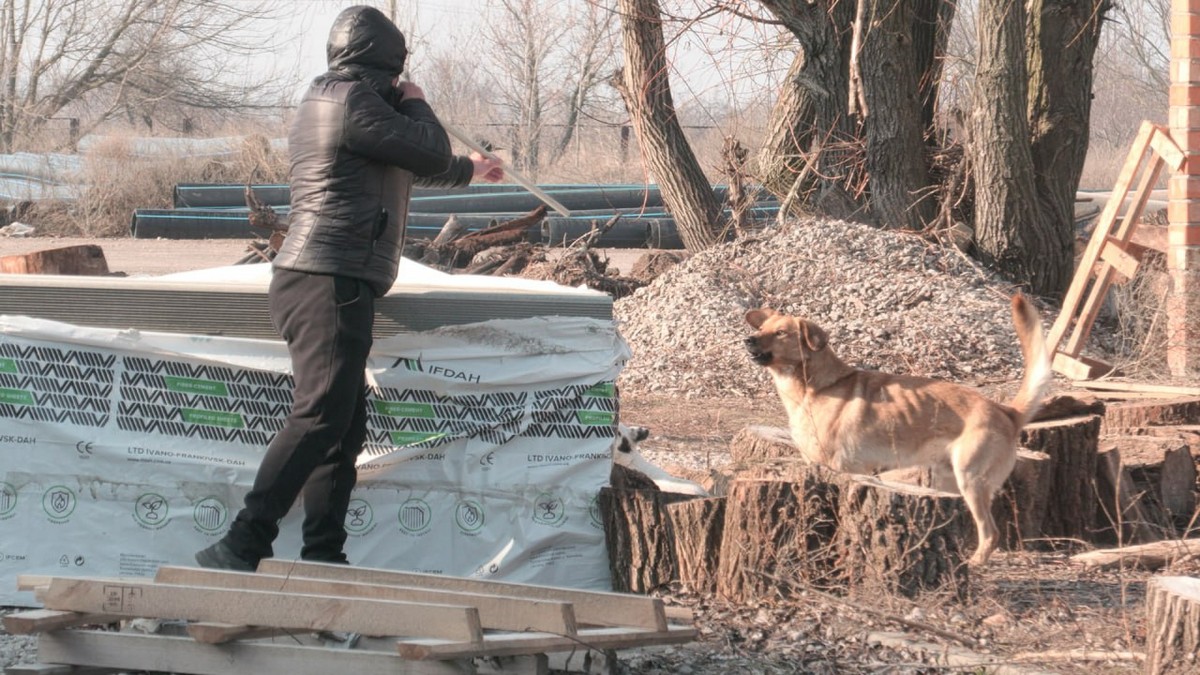 В селі на Нікопольщині почали відлов безпритульних собак з метою стерилізації і вакцинації