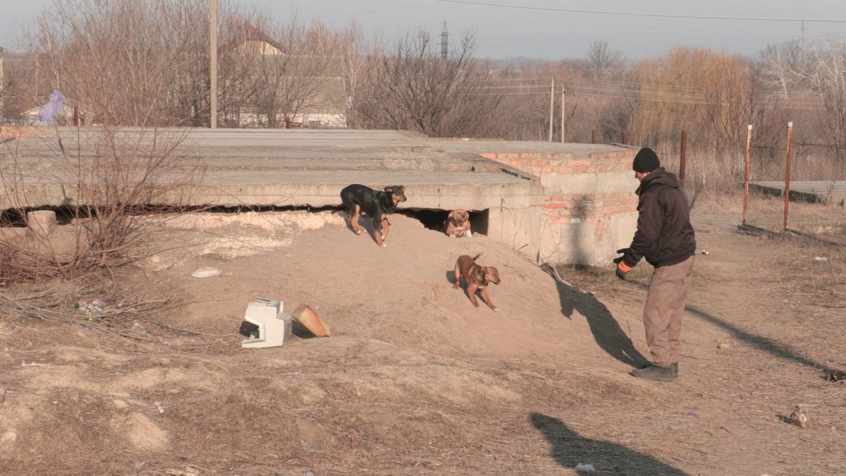 В селі на Нікопольщині почали відлов безпритульних собак з метою стерилізації і вакцинації