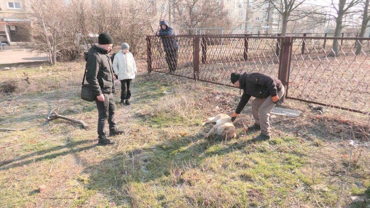 В селі на Нікопольщині почали відлов безпритульних собак з метою стерилізації і вакцинації