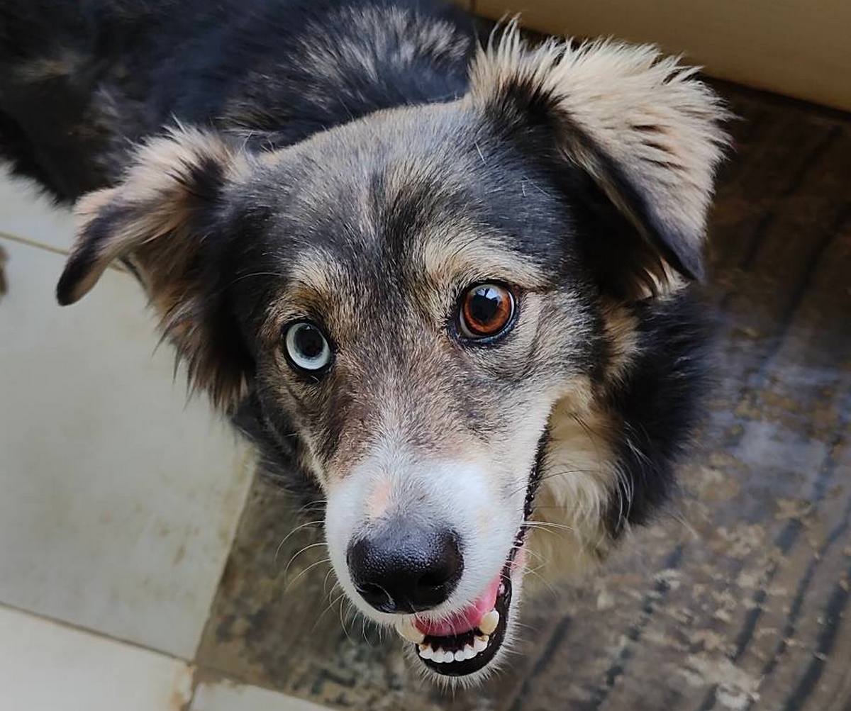 19 собак з Нікополя евакуювали до Польщі: зооволонтери оприлюднили звіт за січень 1 собак з Нікополя 2