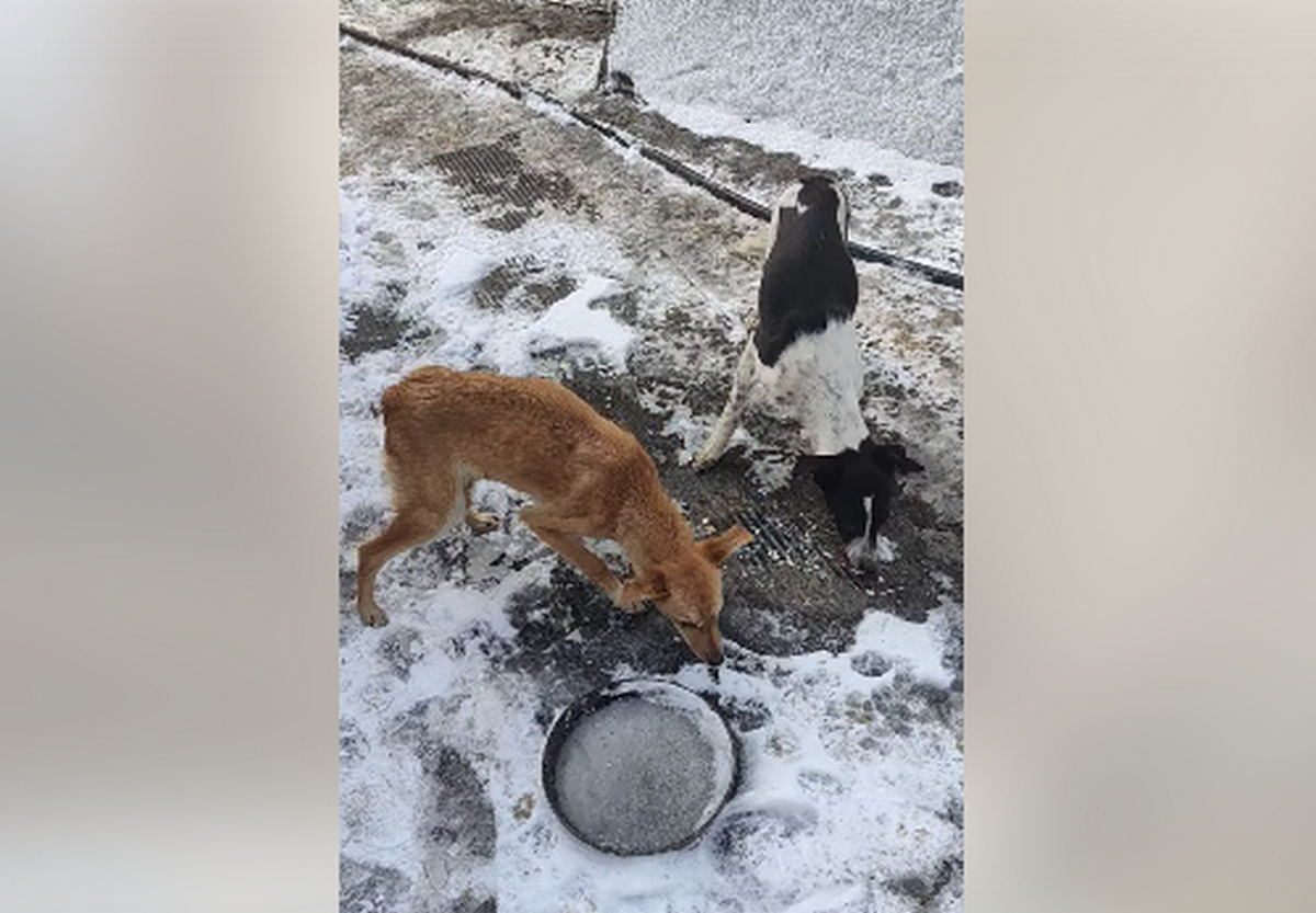 Почали їсти тіло своєї господарки: у Нікополі самотня жінка померла в будинку з 10 собаками (відео) 1 у Нікополі самотня жінка померла в будинку з 10 собаками (відео)