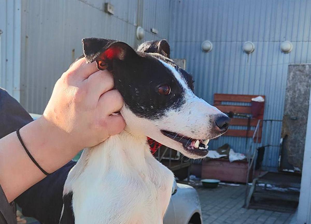 12 чи 13 собак: у Нікополі почали евакуацію тварин з будинку померлої жінки 1 у Нікополі 5