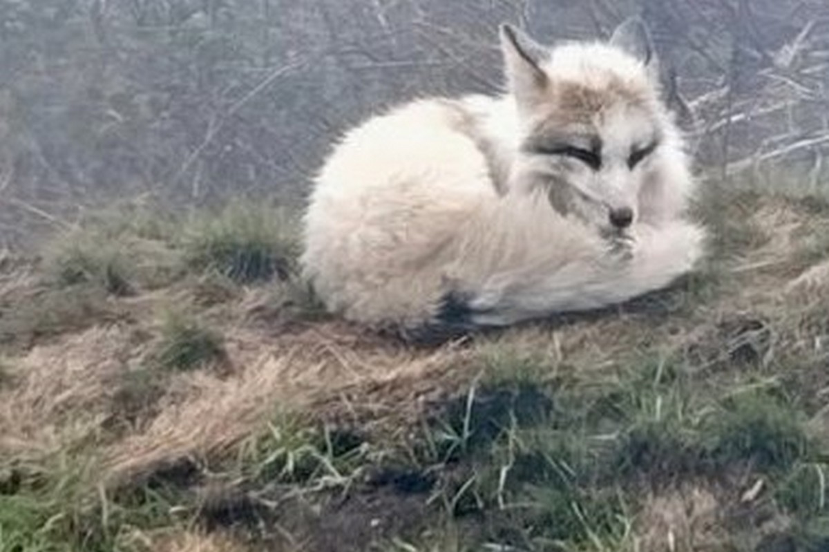 Рідкісну лисицю корсак помітили у Марганецькій громаді 1 Рідкісну лисицю корсак помітили у Марганецькій громаді