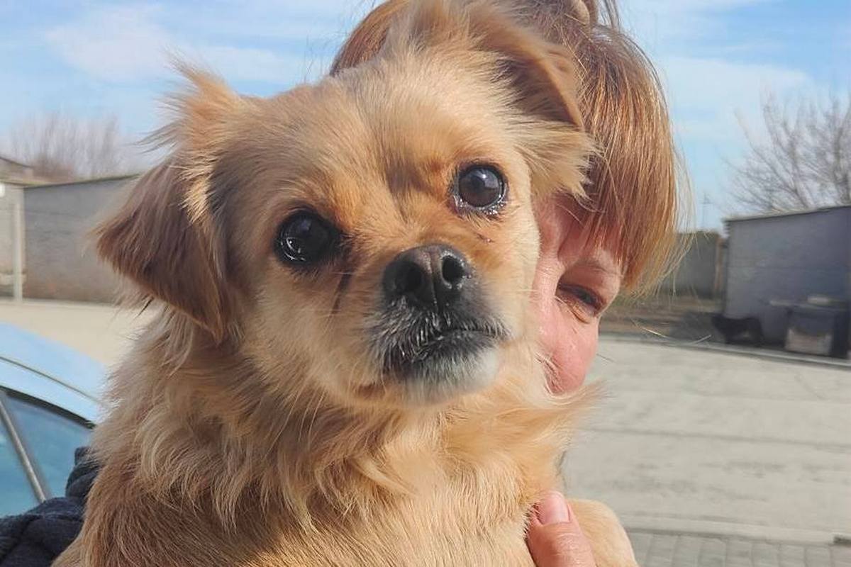 Власниця померла, а у новій родині не склалося: у Нікополі шукає дім ніжний хлопчик - метис пекінеса Зефір