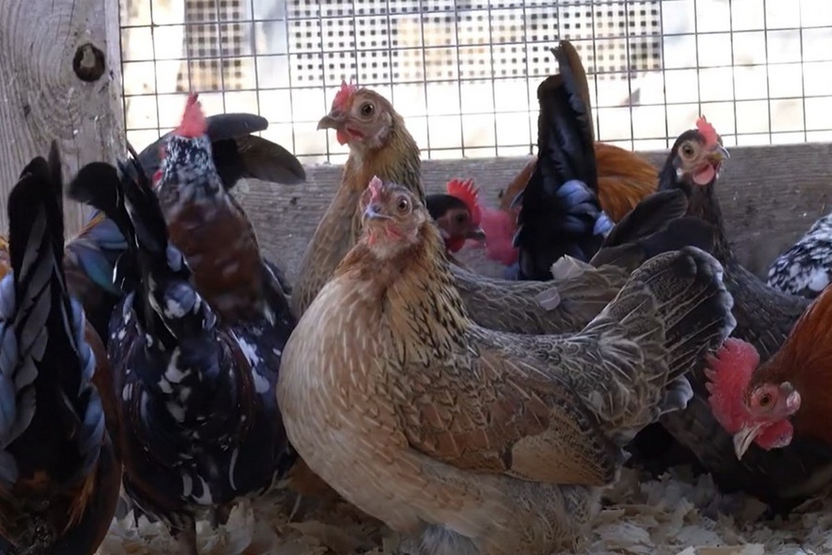 Пернаті переселенці з Нікопольщини: з-під обстрілів вивезли 9 декоративних курей, 11 півнів і 8 голубів