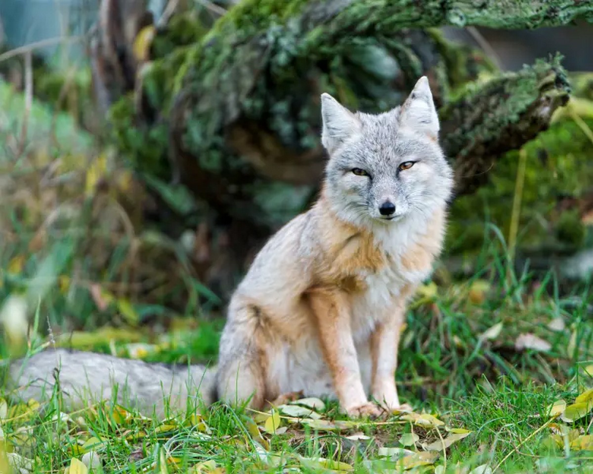 Лисиця корсак