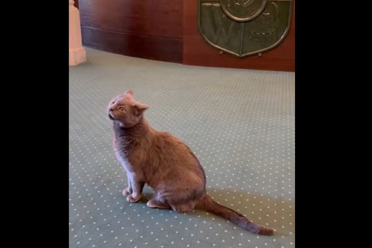Голова Дніпропетровської облради показав кота, який живе у кабінеті мера Вроцлава і має 22 000 підписників в Інстаграмі