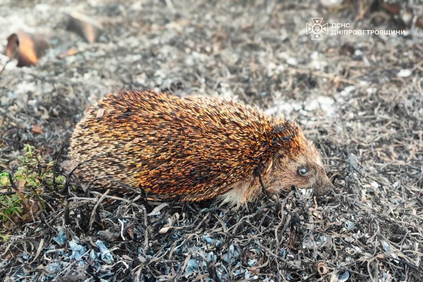 на Дніпропетровщині 3