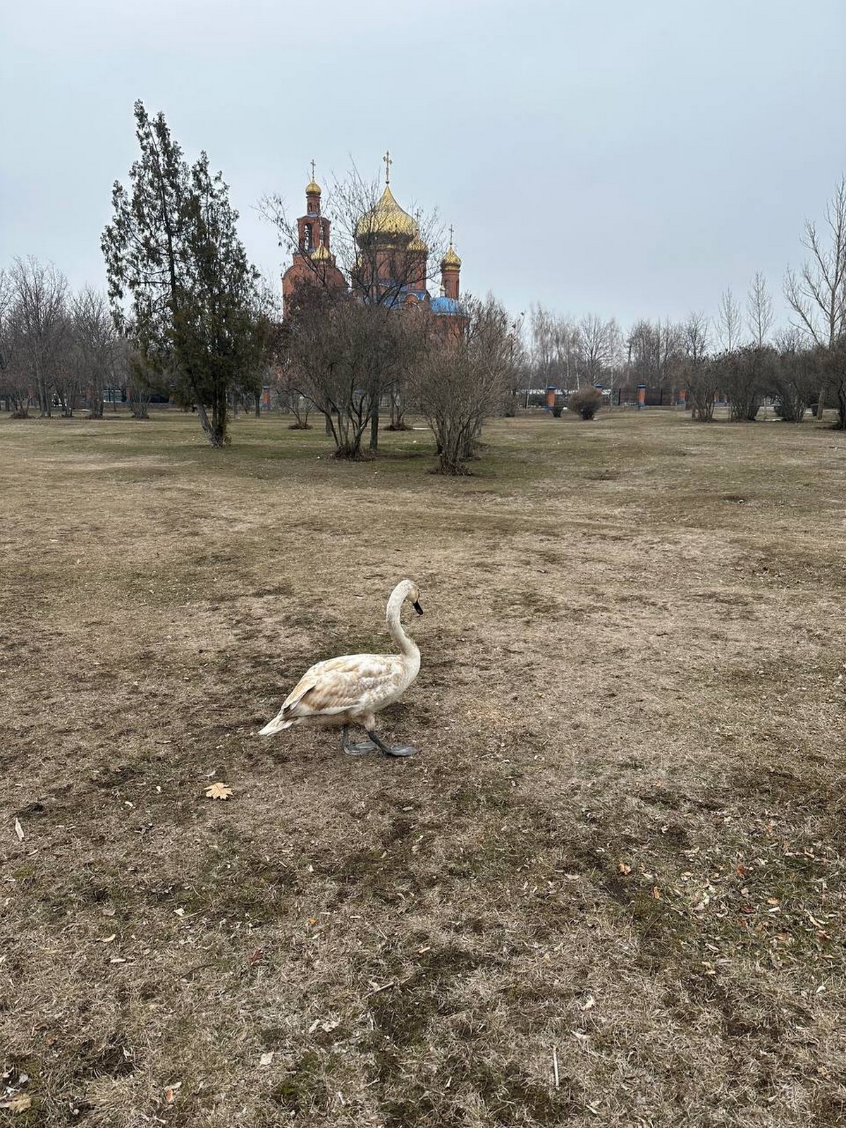 У Покрові лебідь заблукав