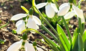 погода у Нікополі 12 березня