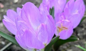 погода у Нікополі