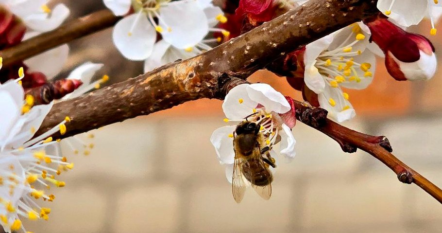 погода у Нікополі 27 березня 2