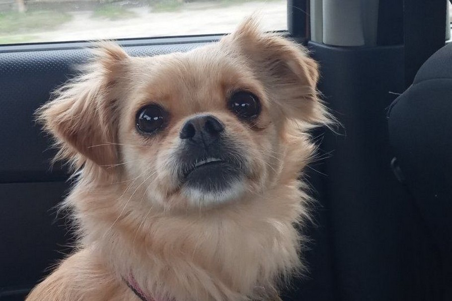 Ніжний Зефір з Нікополя знайшов свою людину і поїхав до Черкас