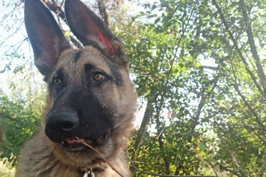 Вивезли у посадку, а він до останнього чекав, що за ним повернуться: у Нікополі чистокровний вівчар Ахілес шукає гарну родину