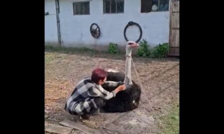 В перервах між бомбардуваннями військові вивезли страусів, овець та кіз з Новопавлівської громади на Дніпропетровщині (відео)