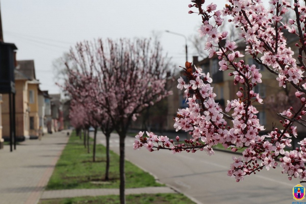 Сакури, магнолії й Піссарді: у Покрові перемагає весна – фото дивовижної краси 1 3090eb4e8d86f6dc2aac9e1f0b3454e9