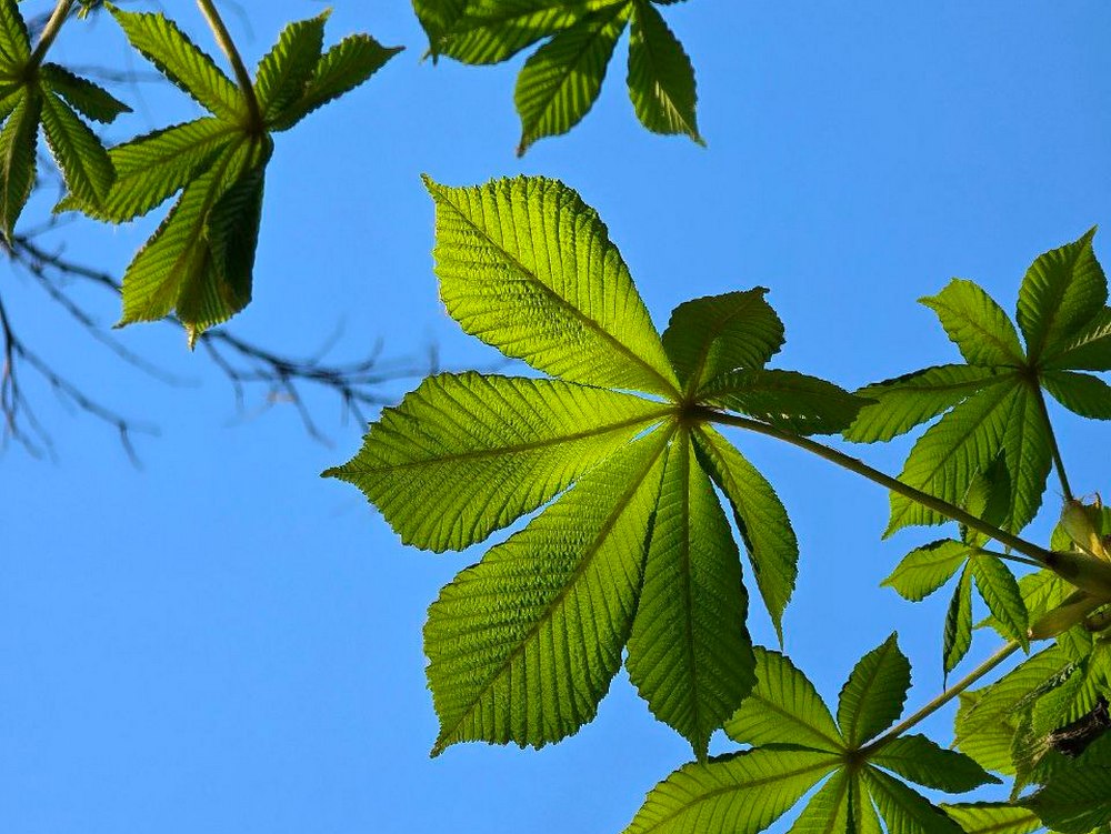 погода у Нікополі