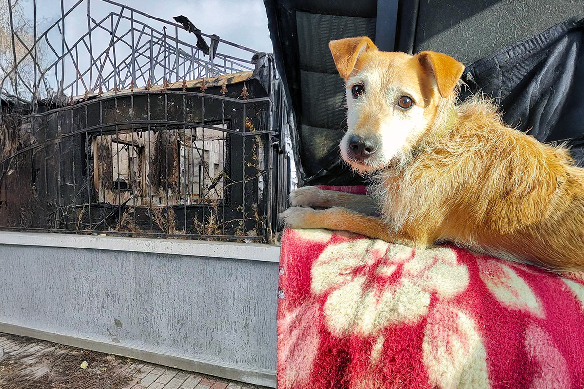 «Забрала Рекса, щоб Надя могла виїхати»: у Нікополі зруйновано будинки двох волонтерок внаслідок обстрілів - потрібна допомога тваринам 1 «Забрала Рекса, щоб Надя могла виїхати»: у Нікополі зруйновано будинки двох волонтерок внаслідок обстрілів - потрібна допомога тваринам