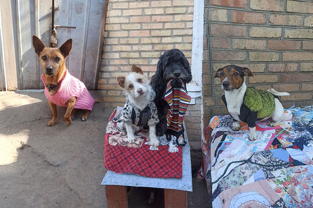У Нікополі собачата влаштували показ мод: одяг притулку подарувала благодійниця 1 У Нікополі собачата влаштували показ мод: одяг притулку подарувала благодійниця