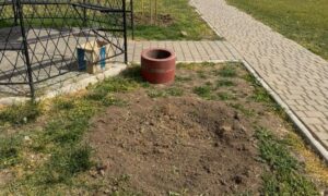 У селі біля Нікополя вже втретє вкради декоративну шовковицю і зламали лавочки