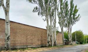 Зовні зелені, але насправді старі: у Нікополі на Північному вже майже місяць видаляють 60-річні тополі (відео)