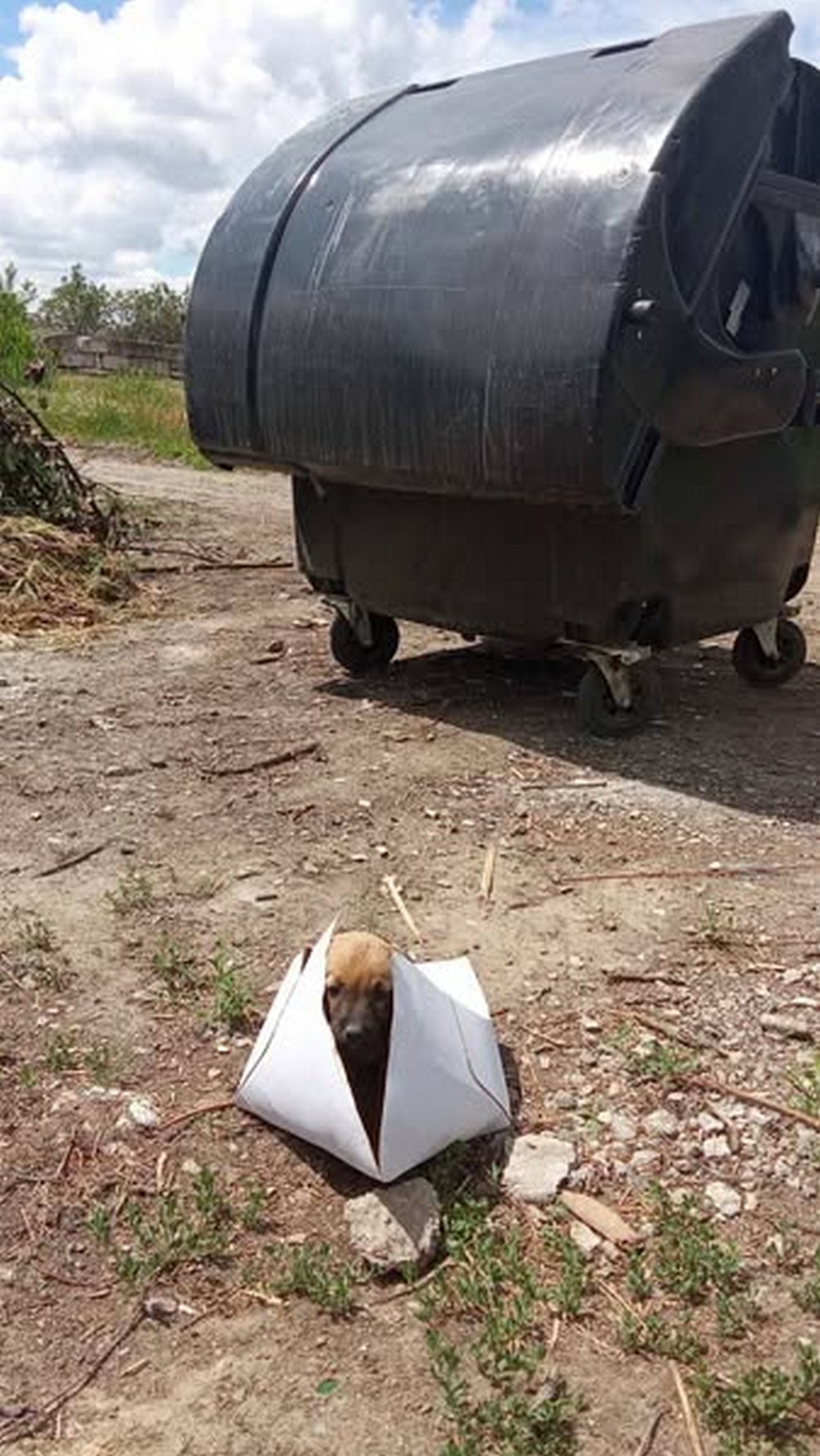 у Нікополі песика викинули на смітник 