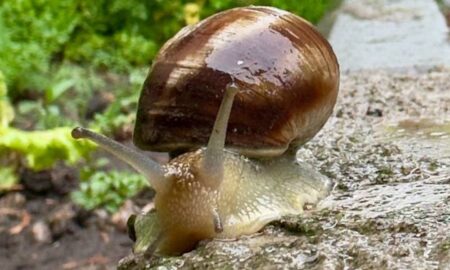 Очікуються дощ і сильний вітер: погода у Нікополі 18 травня