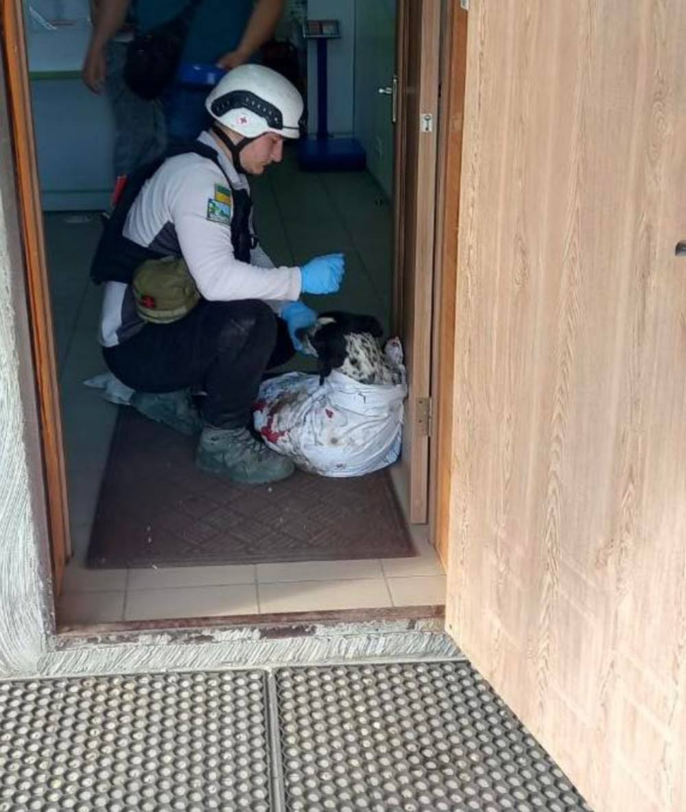 у Нікополі собака отримала осколкові поранення 6 травня 2
