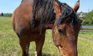 В Покрові знайшли коня: шукають власника