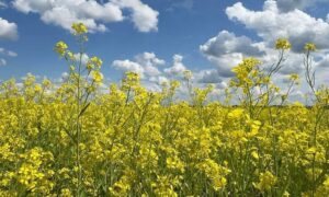 Спекотно і сонячно: погода у Нікополі 7 червня