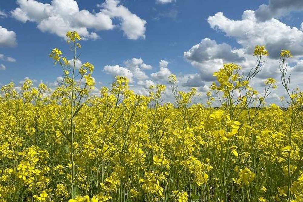 Спекотно і сонячно: погода у Нікополі 7 червня