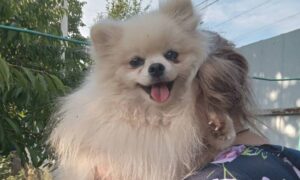 У Нікополі песик з ангельською зовнішністю і характером алабая шукає родину (фото)