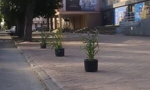 Нікопольський блогер хотів за допомогою вазонів з квітами прибрати стихійну парковку: і ось, що з цього вийшло (відео)