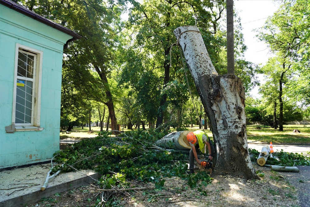дерева