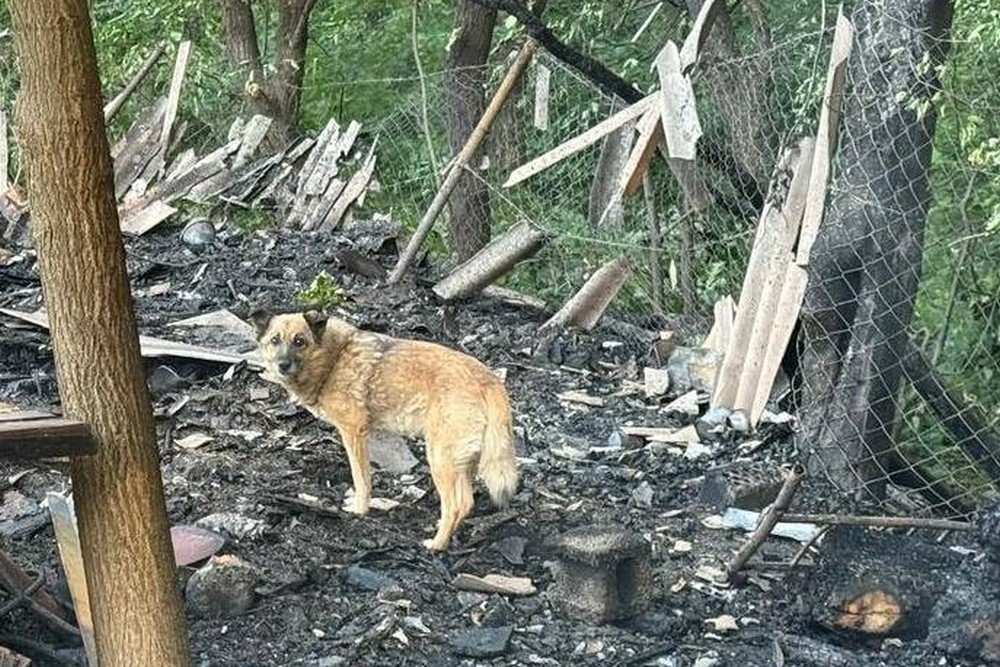 Фото наслідків обстрілів Нікопольщини