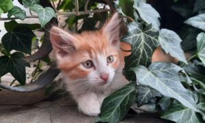 Очікуються дощ і сильний вітер: погода у Нікополі 28 червня