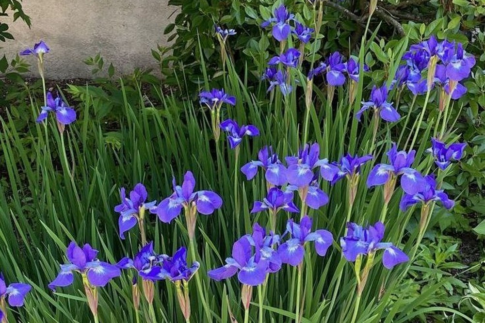 погода у Нікополі 3 червня