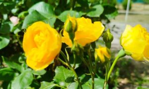 погода у Нікополі 6 червня